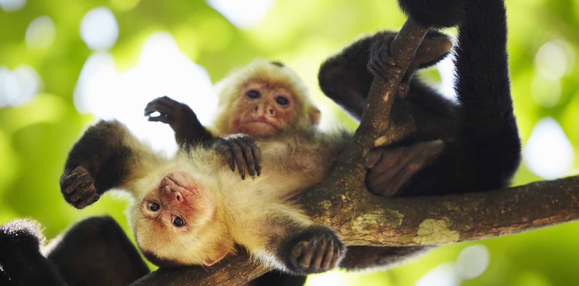 Monkeys in Costa Rica