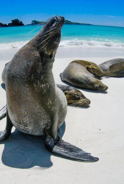 Galapagos sealions on a white, sandy beach