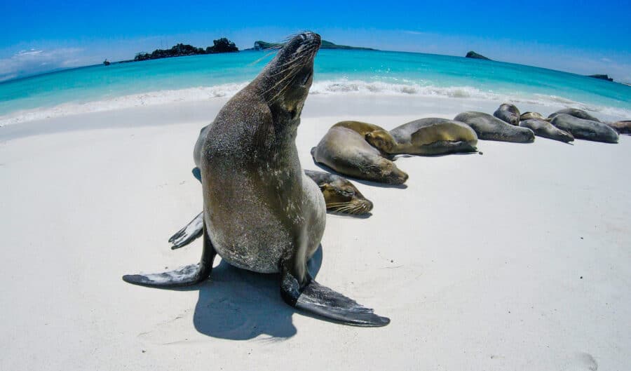 Darwinism at Work: Reasons to Skip the Ship in the Galápagos