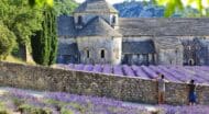 France Provence lavender fields