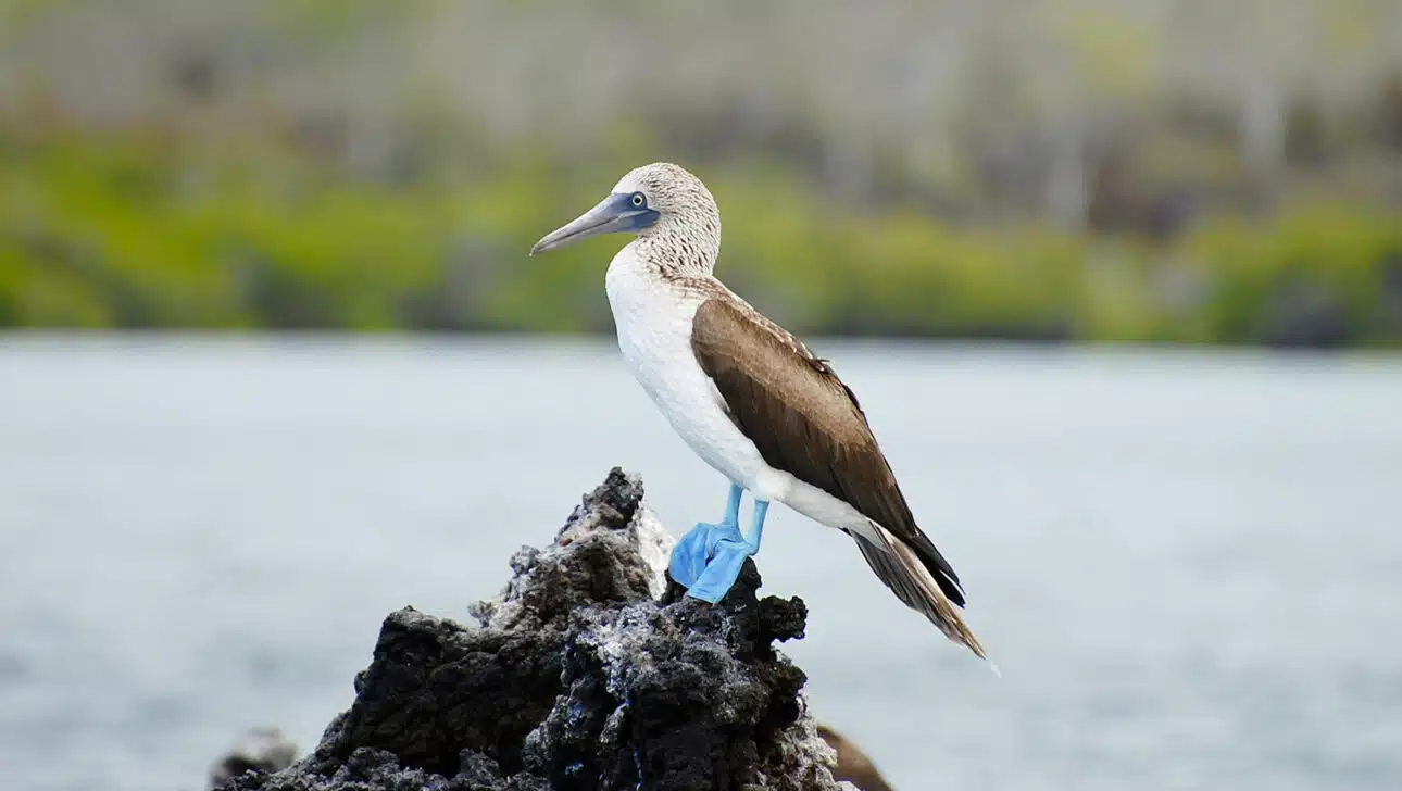 The Blue-Footed Boobies, Blue-Footed Boobies