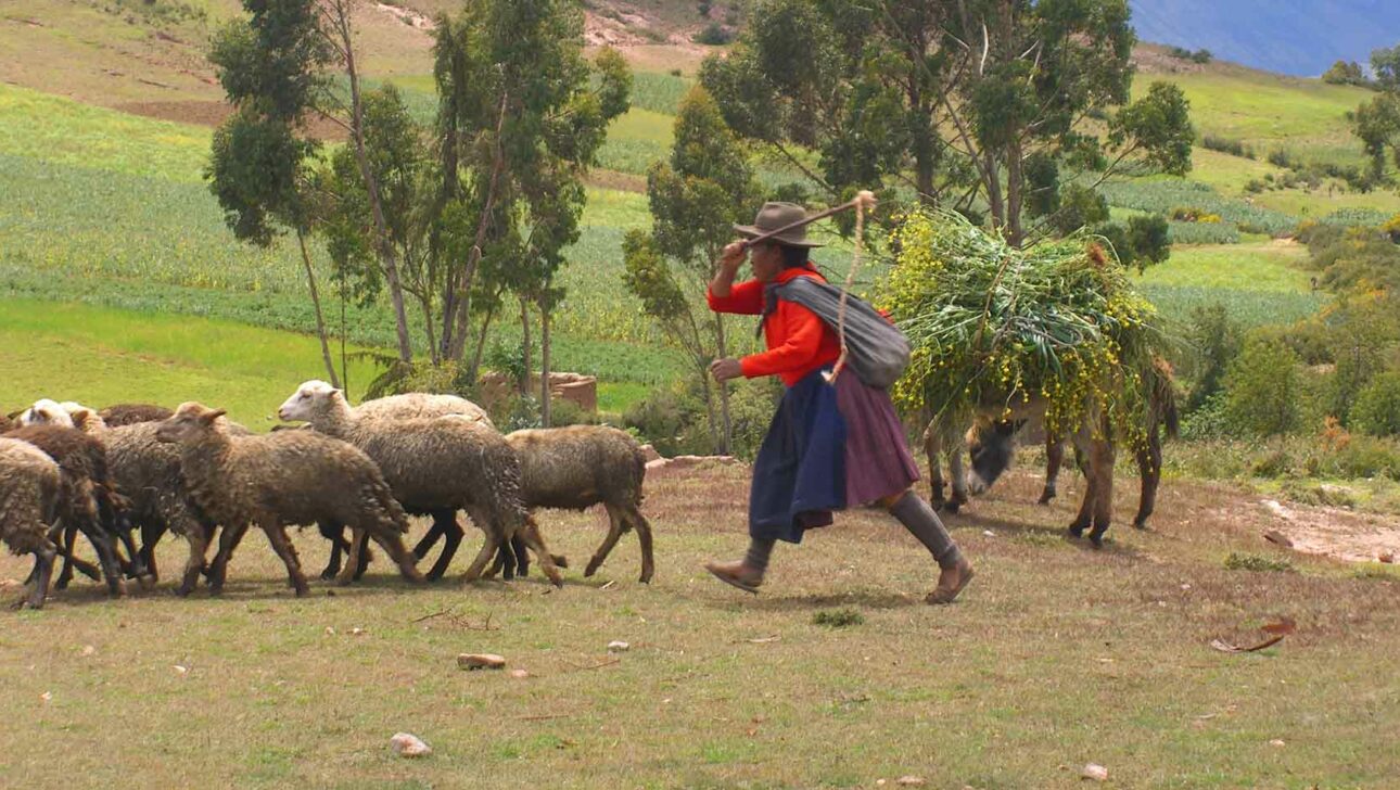 Peruvian Shepard herding his flock