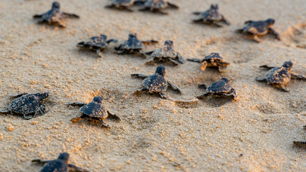 6 Endangered Species in the Galápagos | Classic Journeys