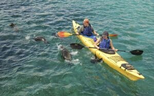 Kayakers with seals in the Galapagos Islands