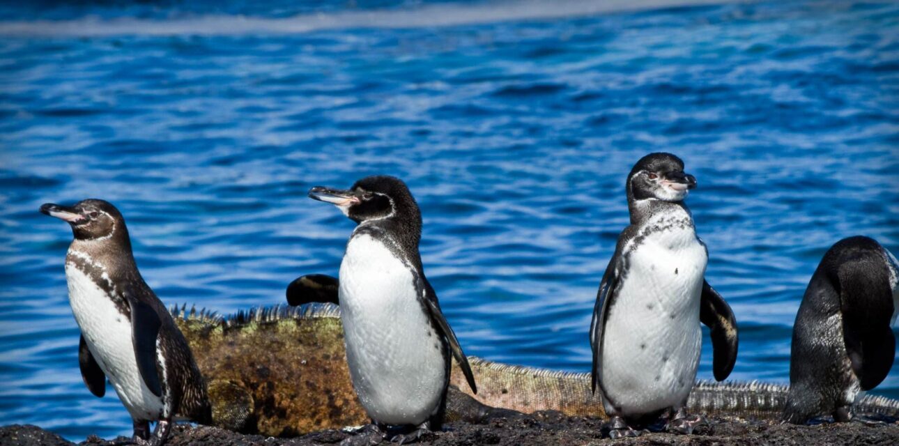 Galapagos Penguins