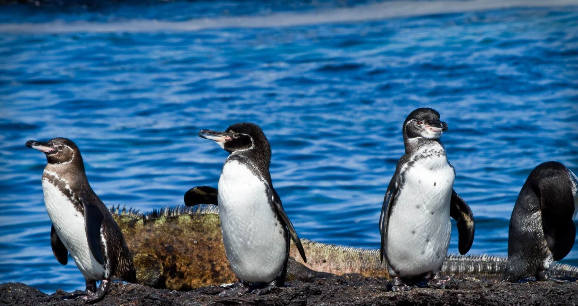 Galapagos Penguins standing by the ocean