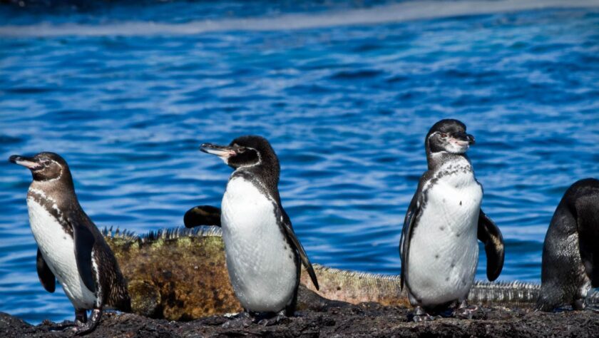 6 Endangered Species in the Galápagos | Classic Journeys