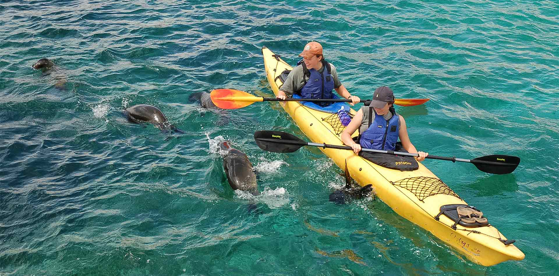 Kayaking with Sea Lions in the Galapagos Islands