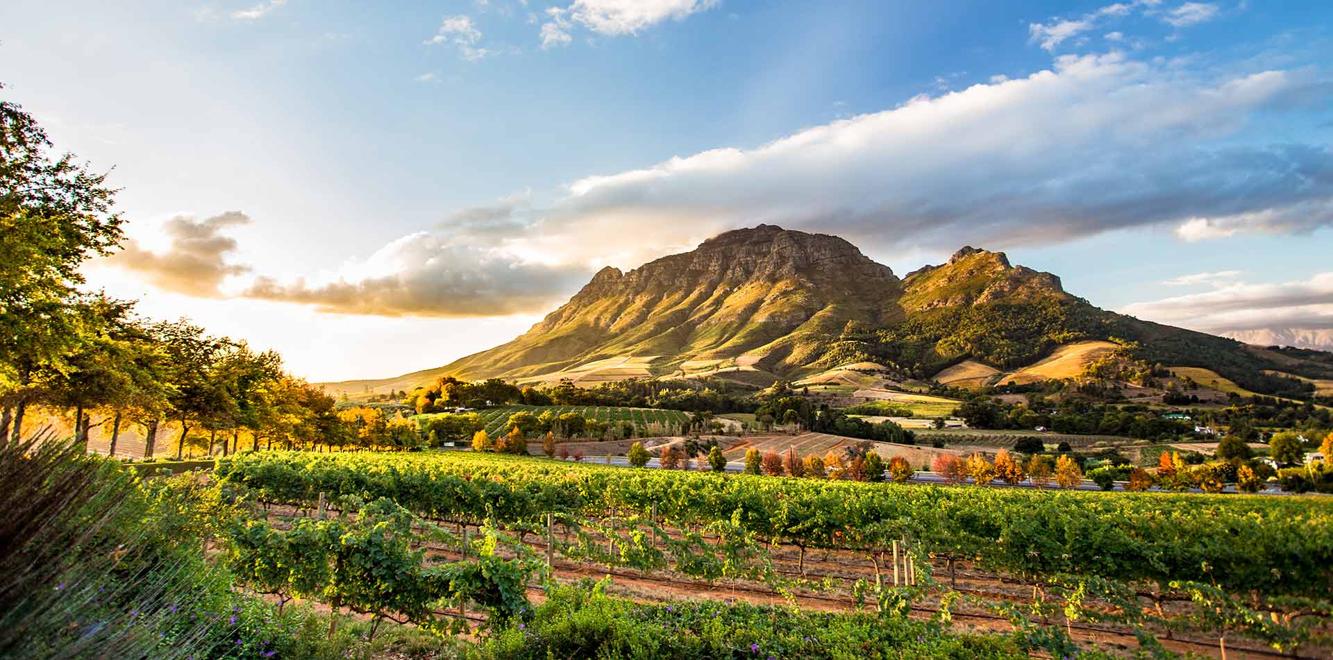 Wine Region at Sunset in Stellenbosch, South Africa