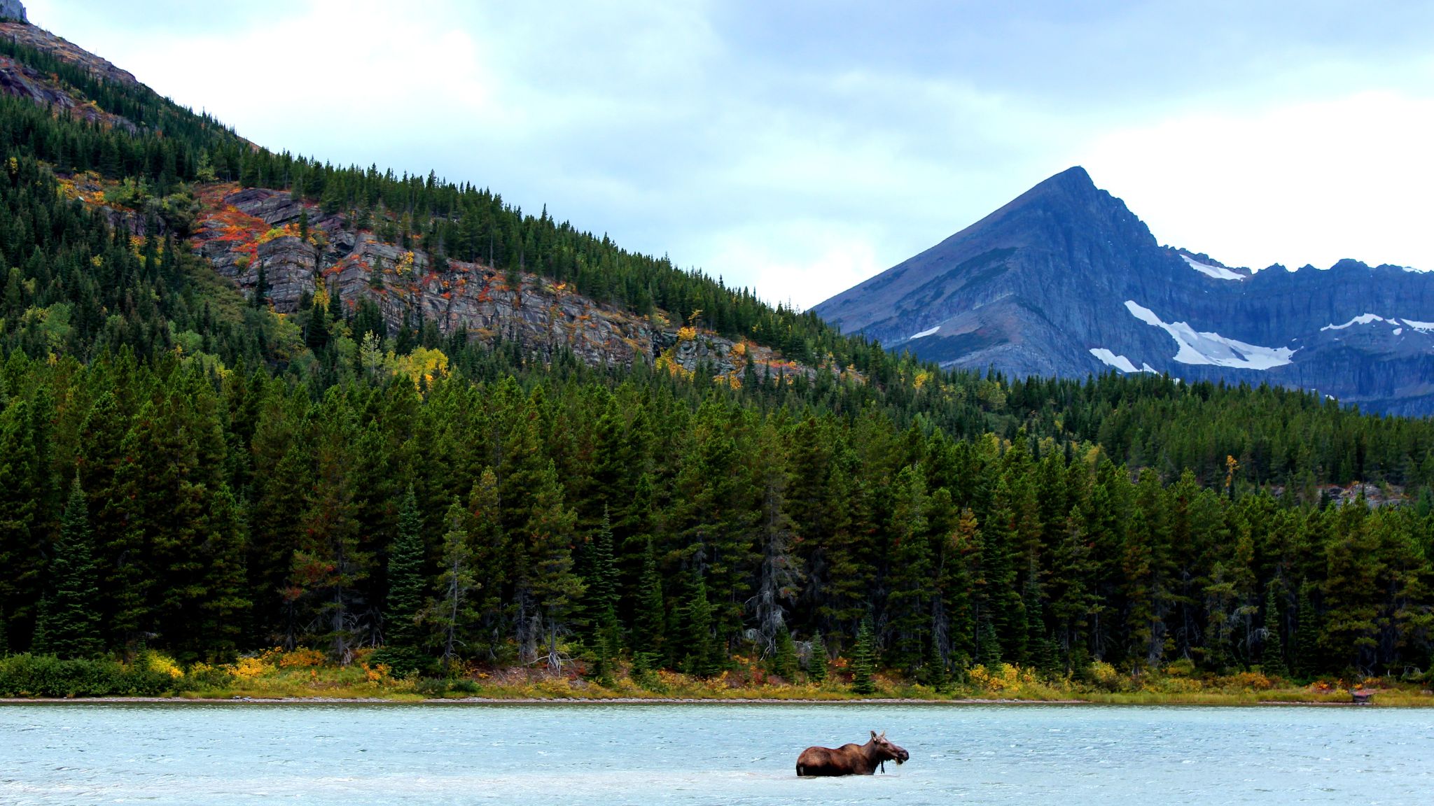 the-best-of-glacier-national-park-s-wildlife-classic-journeys