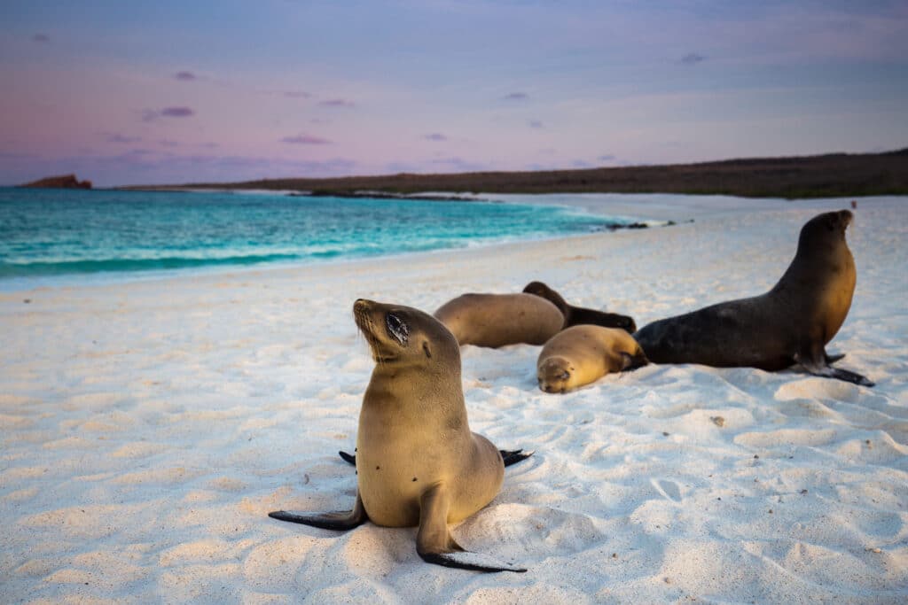 Galapagos Baby Sea lion at sunset