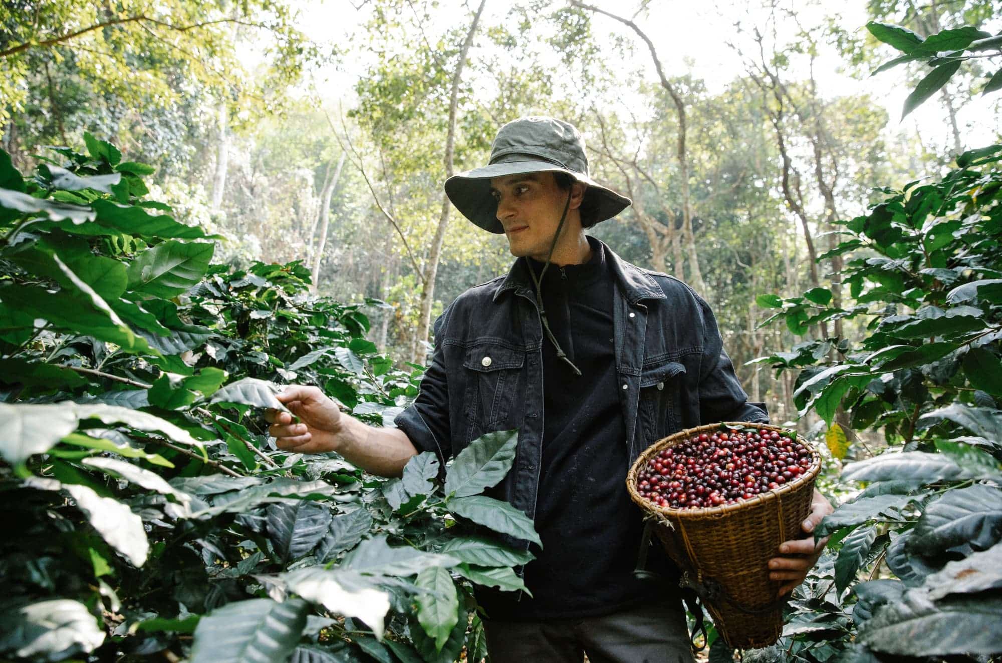 Galapagos Coffee Bean Farm