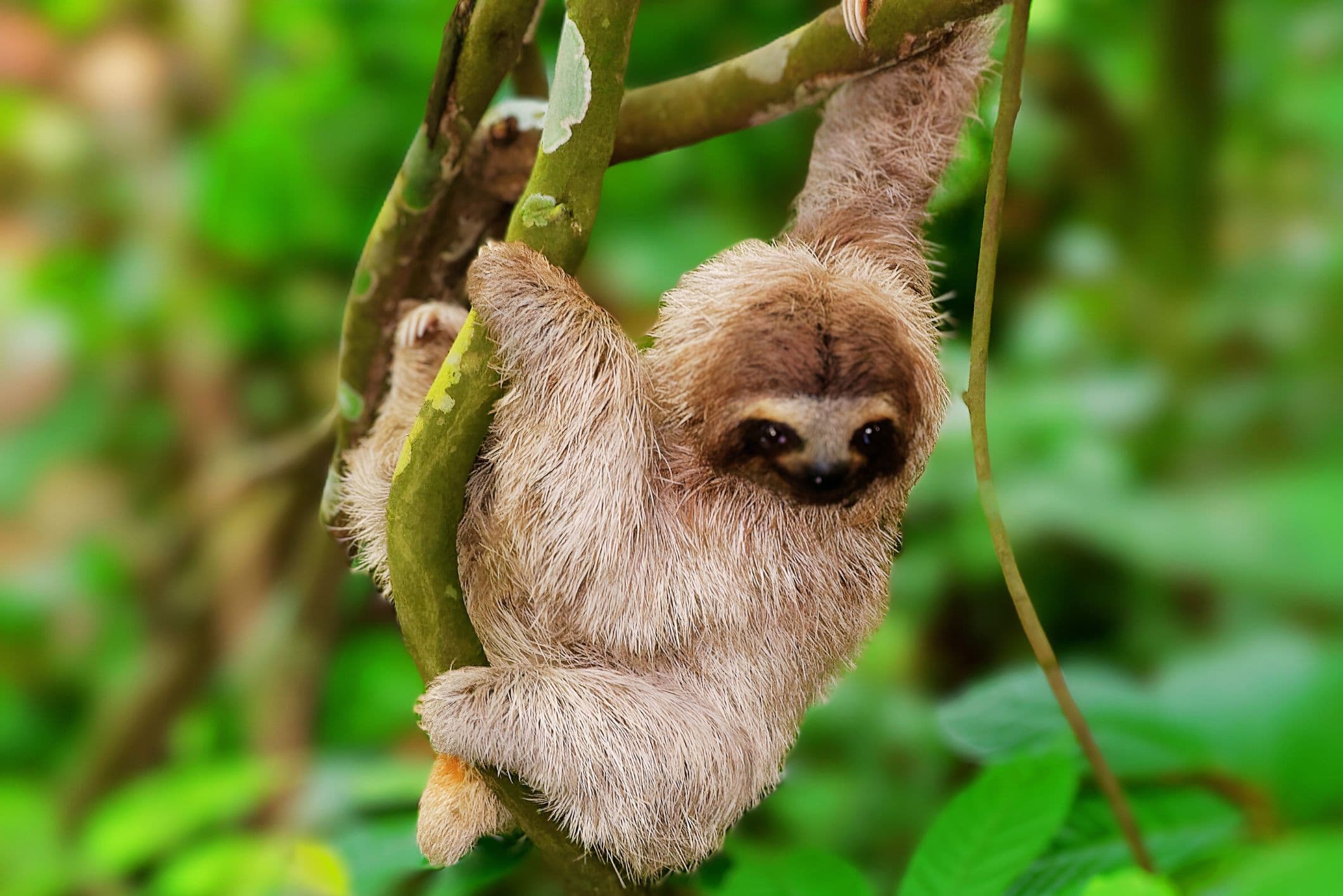 Baby Sloth Hangs from Tree Branch, Costa Rica