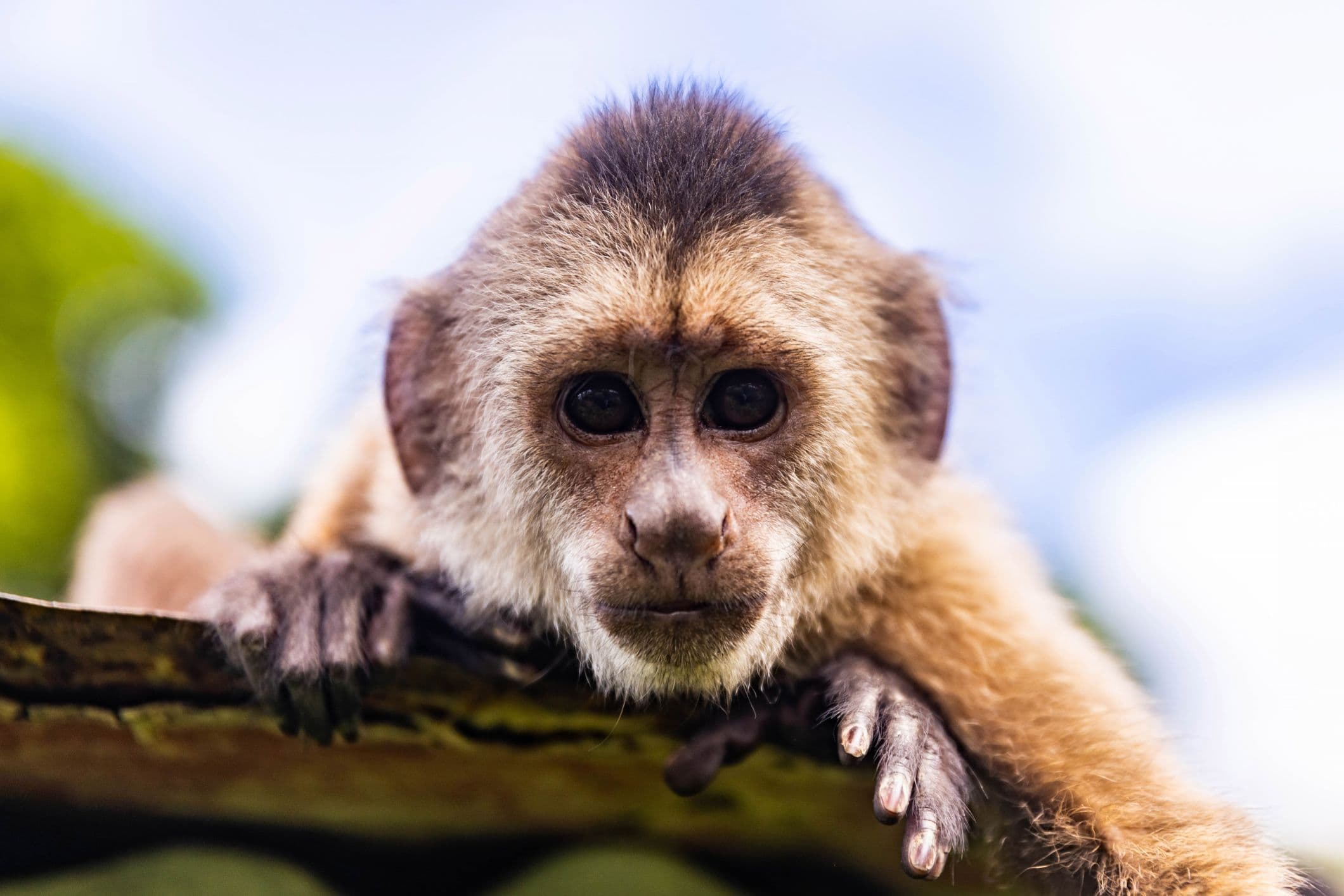 Capuchin Monkey Peers Over Roof, Costa Rica