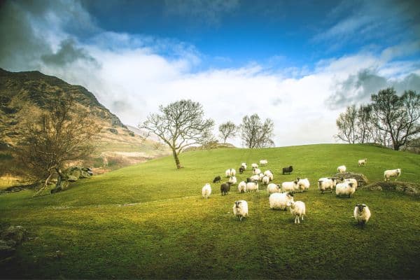 Rolling hills with sheep in Gleninchaquin Park