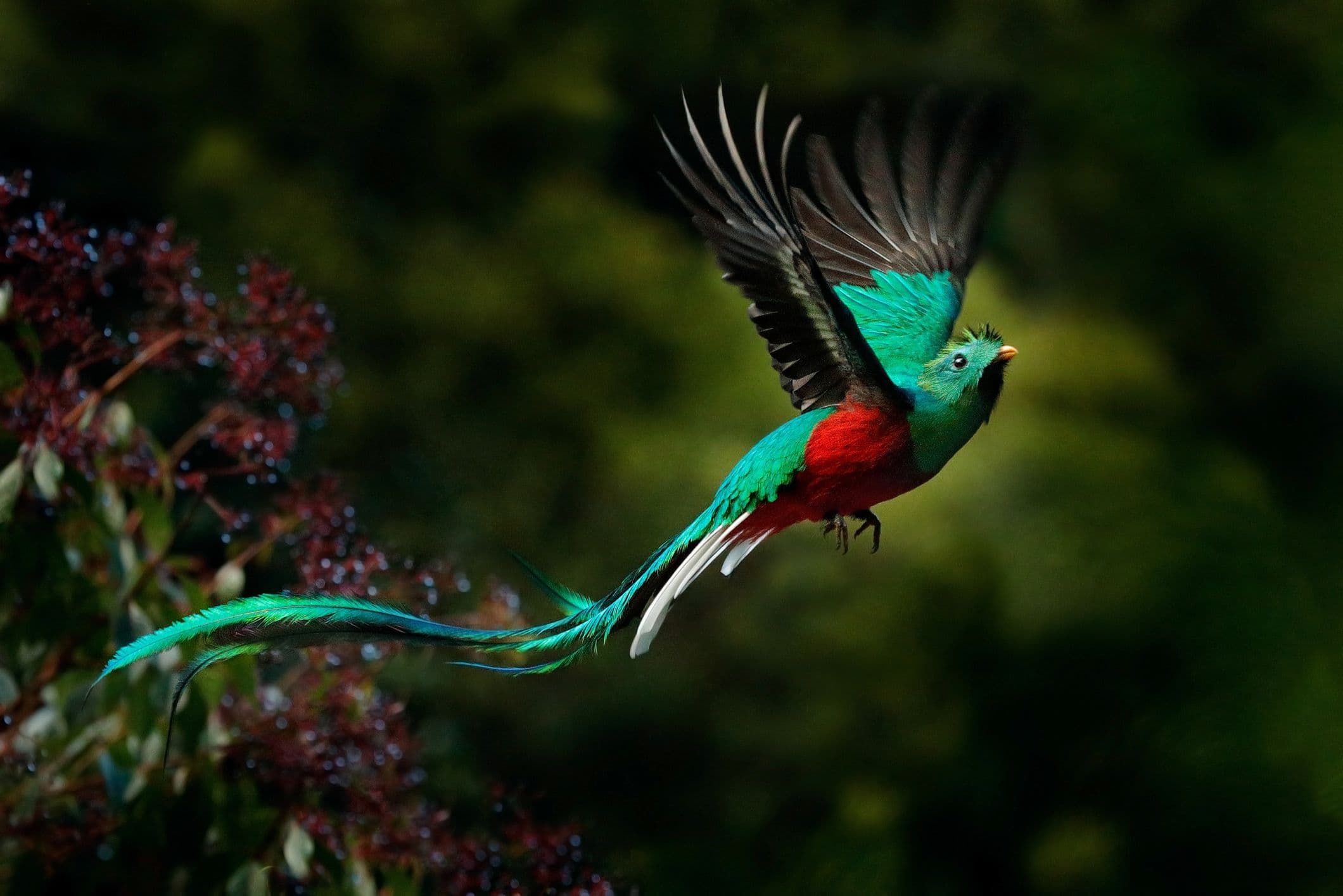 Resplendent Quetzal in Flight, Costa Rica