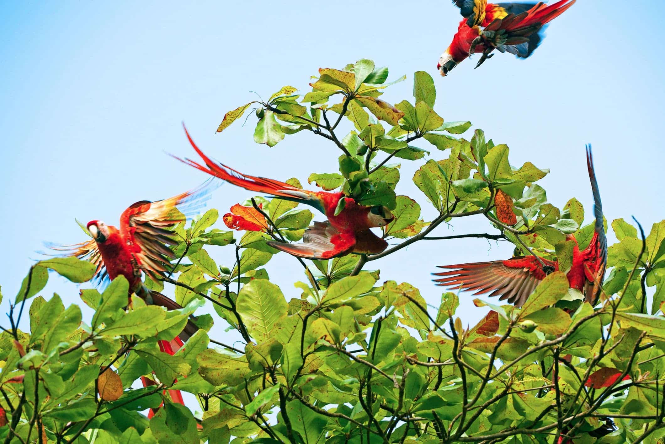 Scarlet Macaws in Tree Tops, Costa Rica