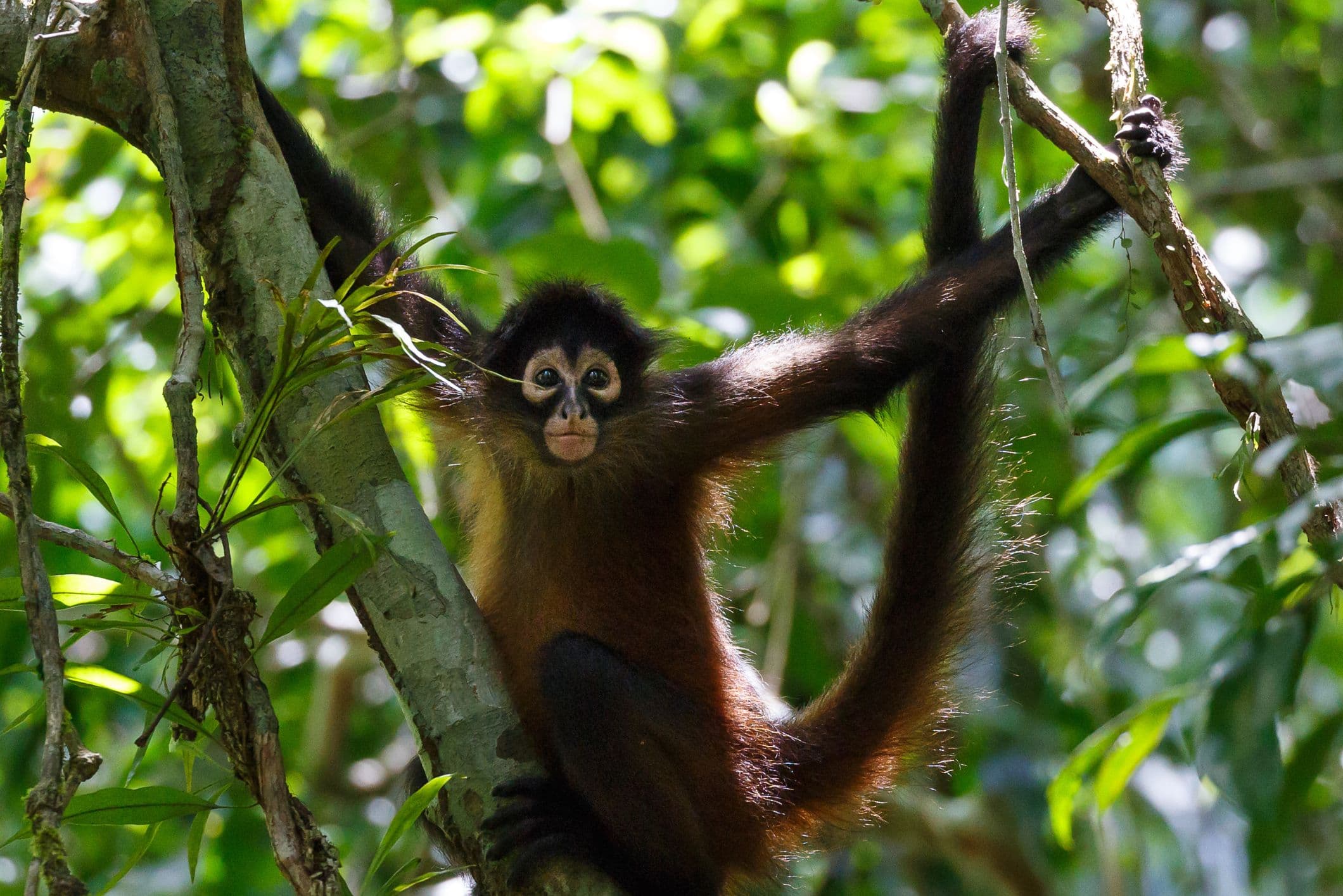 Spider Monkey Hanging in Tree, Costa Rica