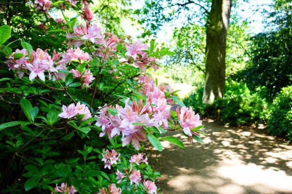 Pink tropical flowers in the Derreen Gardens of Ireland