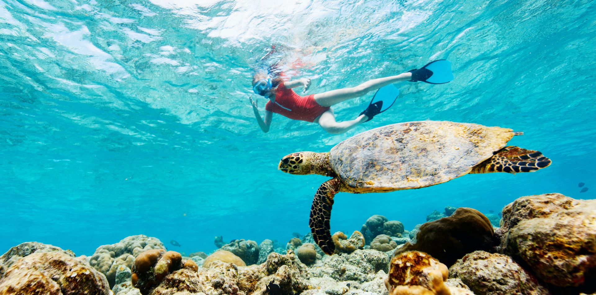 Snorkel with playful sea turtles in Costa Rica's pristine waters