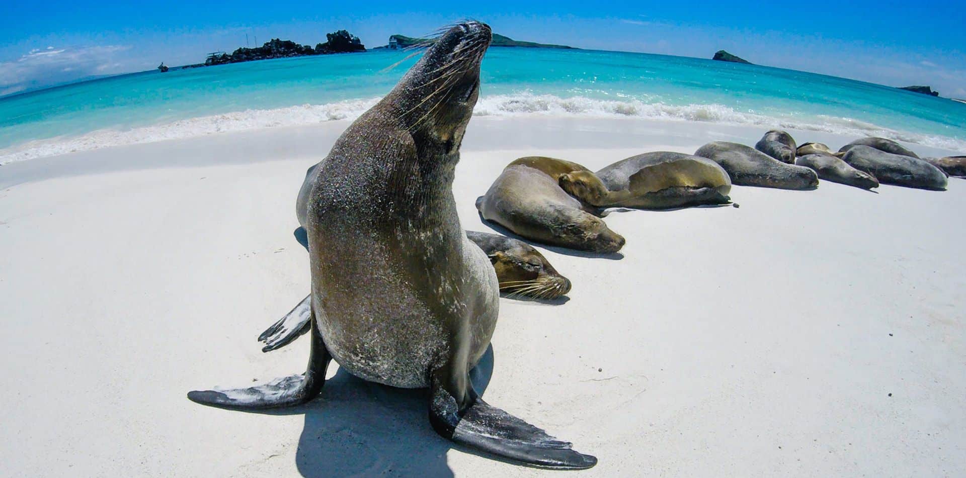 Get up-close to wildlife on our Galapagos Islands walking tour