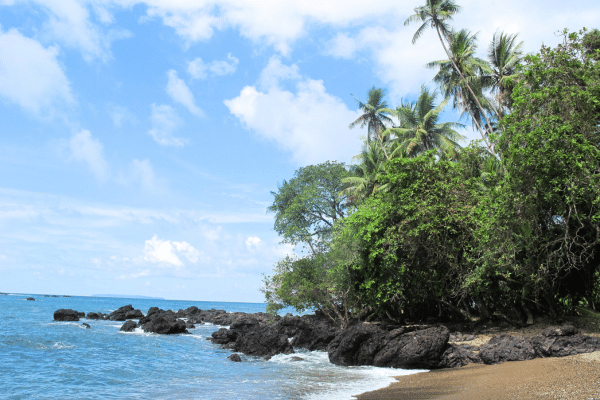 Beach with palm trees at the Golfo Dulce in Costa Rica