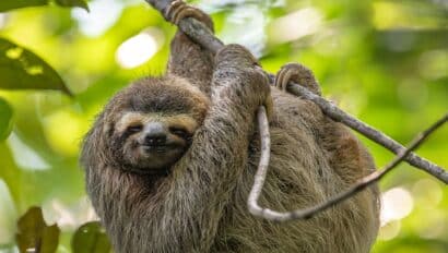 A sloth in the tree in the wilderness of Costa Rica