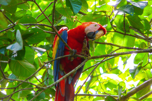 A colorful Toucan in the treetops of Costa Rica