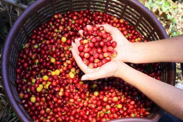 A handful of coffee beans on a farm in Costa Rica