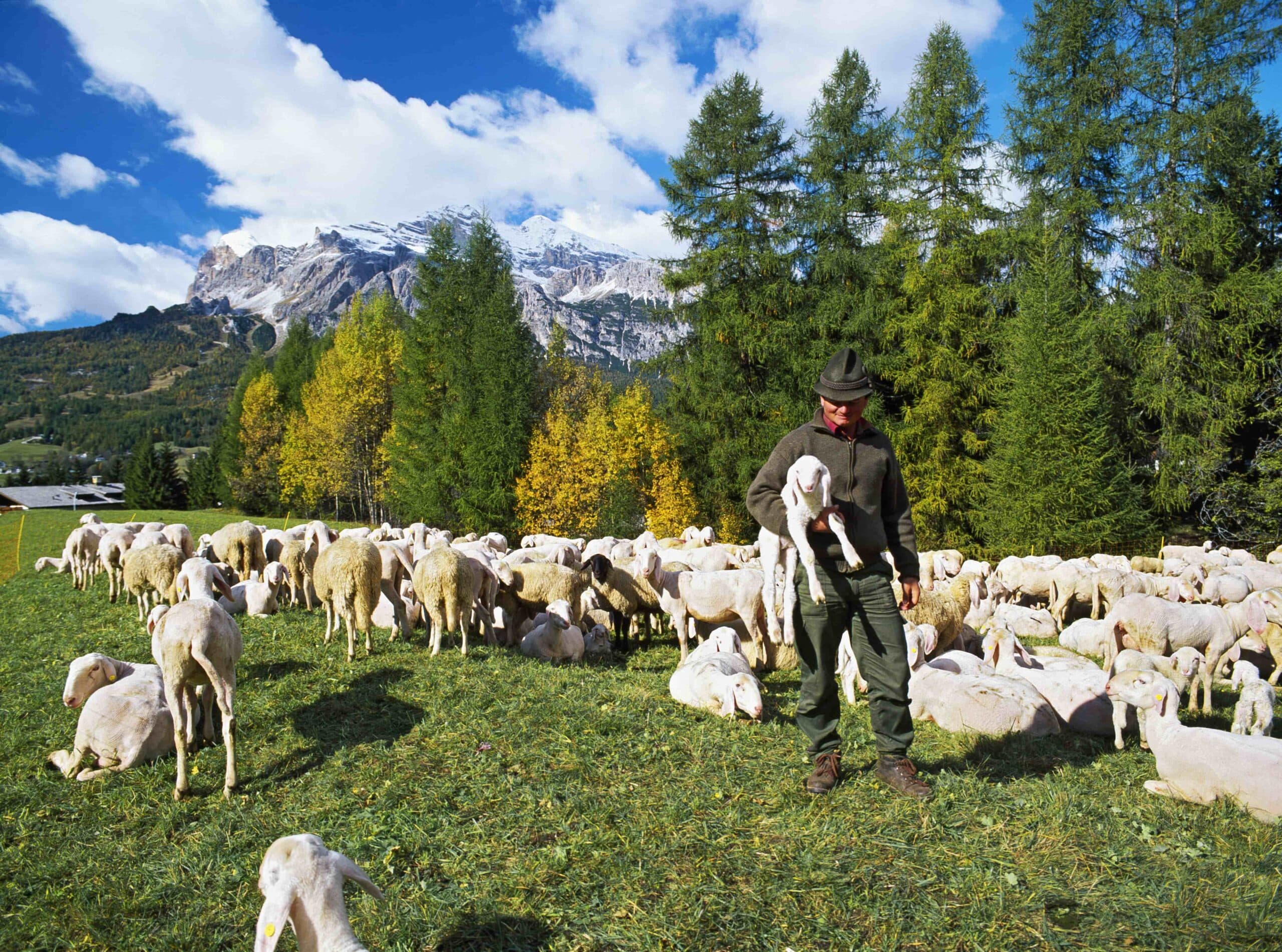 Shepherd with his sheep in a high-alpine meadow, Dolomites, Italy.