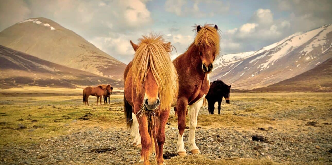 Iceland Family Hero - Icelandic Horses