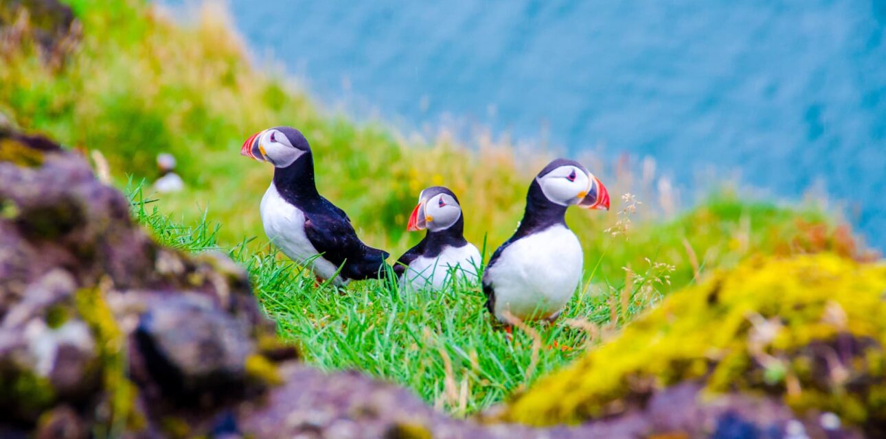 Iceland Family Hero - Puffins