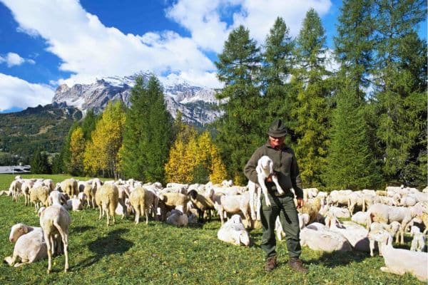 Local Italian man in field with sheep