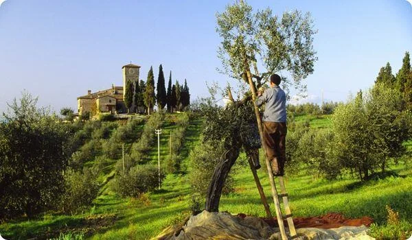 Farmer in Italy on a ladder in his olive grove